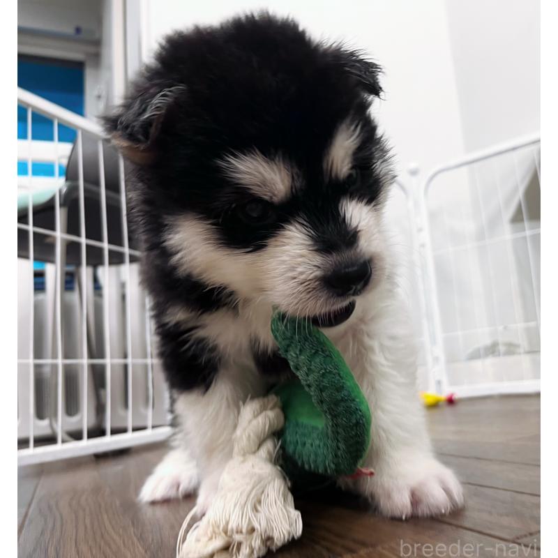 販売中の東京都のアラスカンマラミュート-430935の5枚目