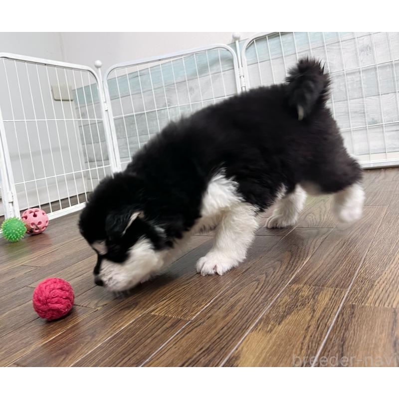 販売中の東京都のアラスカンマラミュート-430935の4枚目