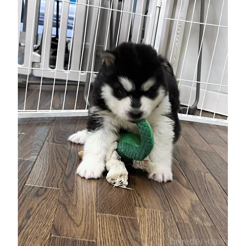 販売中の東京都のアラスカンマラミュート-430935の3枚目