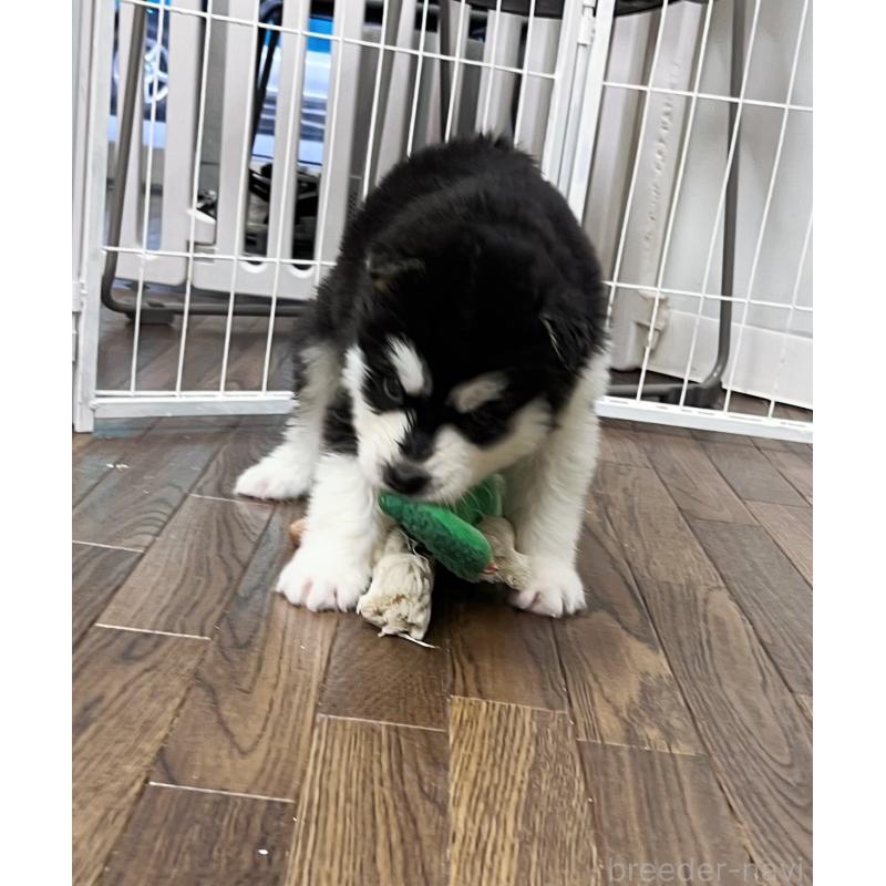 販売中の東京都のアラスカンマラミュート-430935の2枚目