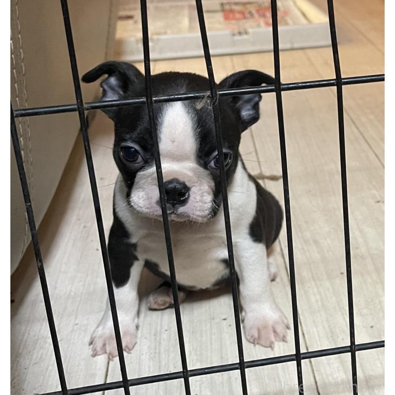 販売中の岡山県のボストンテリア-420781の7枚目