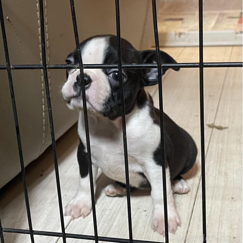 販売中の岡山県のボストンテリア-420781