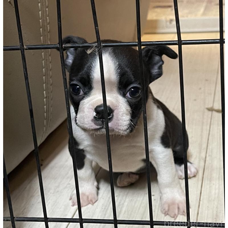 販売中の岡山県のボストンテリア-420781の6枚目