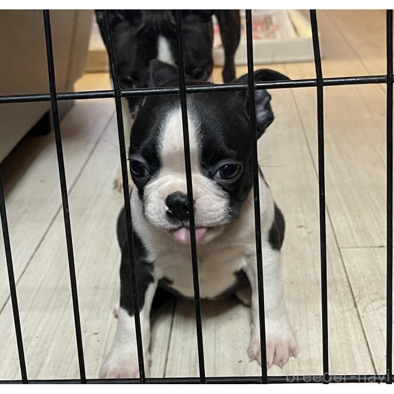 販売中の岡山県のボストンテリア-420781