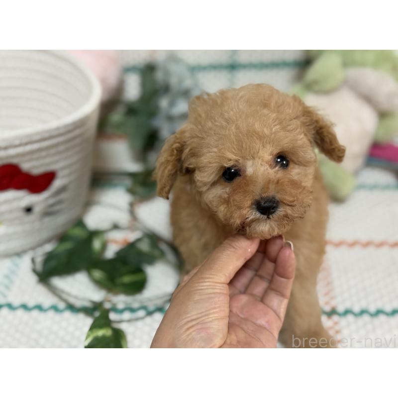 販売中の兵庫県のティーカッププードル-427283の5枚目