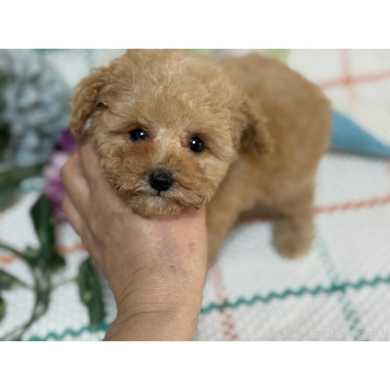 販売中の兵庫県のティーカッププードル-427283の4枚目