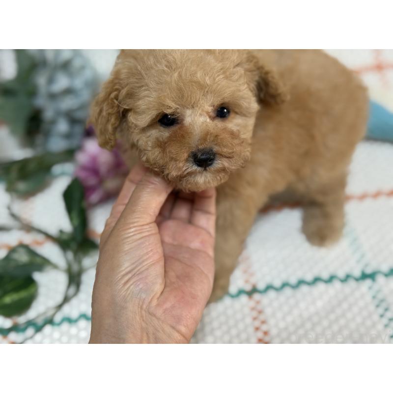 販売中の兵庫県のティーカッププードル-427283の3枚目