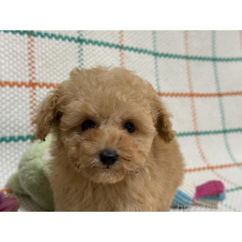 販売中の兵庫県のティーカッププードル-427283の2枚目