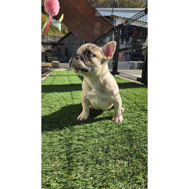販売中の愛媛県のフレンチブルドッグ-430937の7枚目