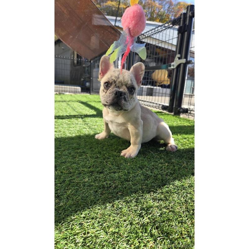 販売中の愛媛県のフレンチブルドッグ-430937の1枚目