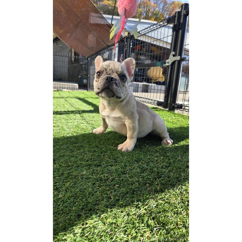 販売中の愛媛県のフレンチブルドッグ-430937の6枚目