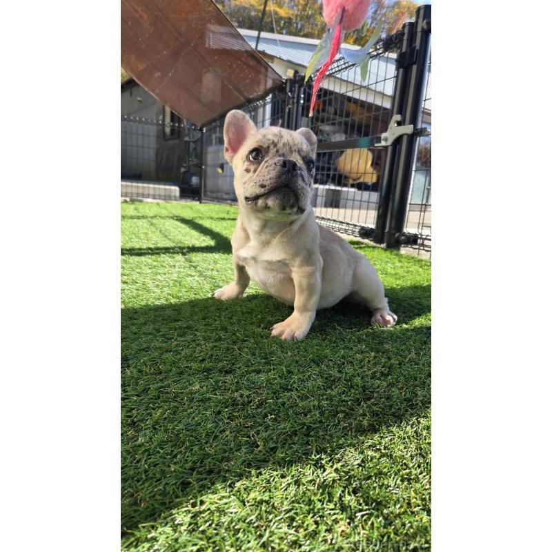販売中の愛媛県のフレンチブルドッグ-430937の5枚目