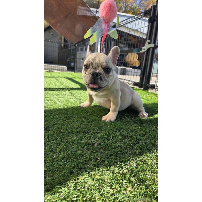販売中の愛媛県のフレンチブルドッグ-430937の4枚目