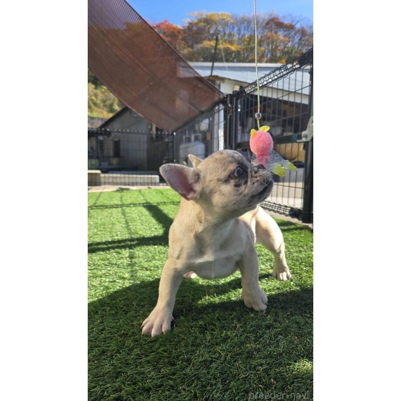 販売中の愛媛県のフレンチブルドッグ-430937の3枚目