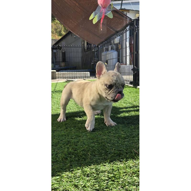 販売中の愛媛県のフレンチブルドッグ-430937の2枚目