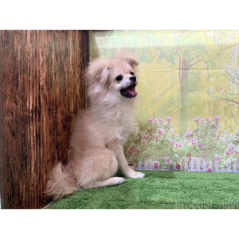 販売中の埼玉県のポメラニアン-403273の6枚目