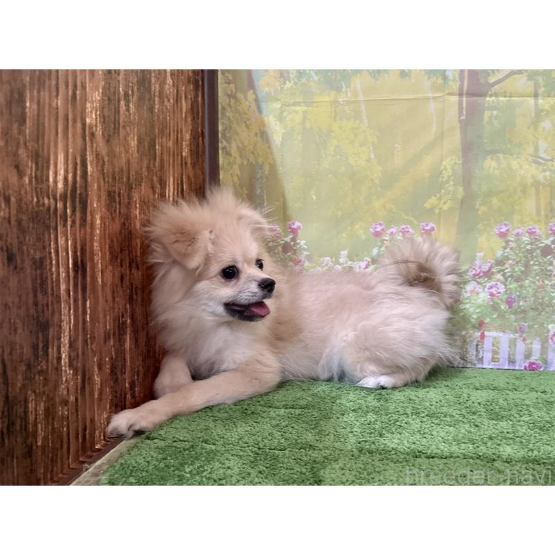 販売中の埼玉県のポメラニアン-403273の5枚目