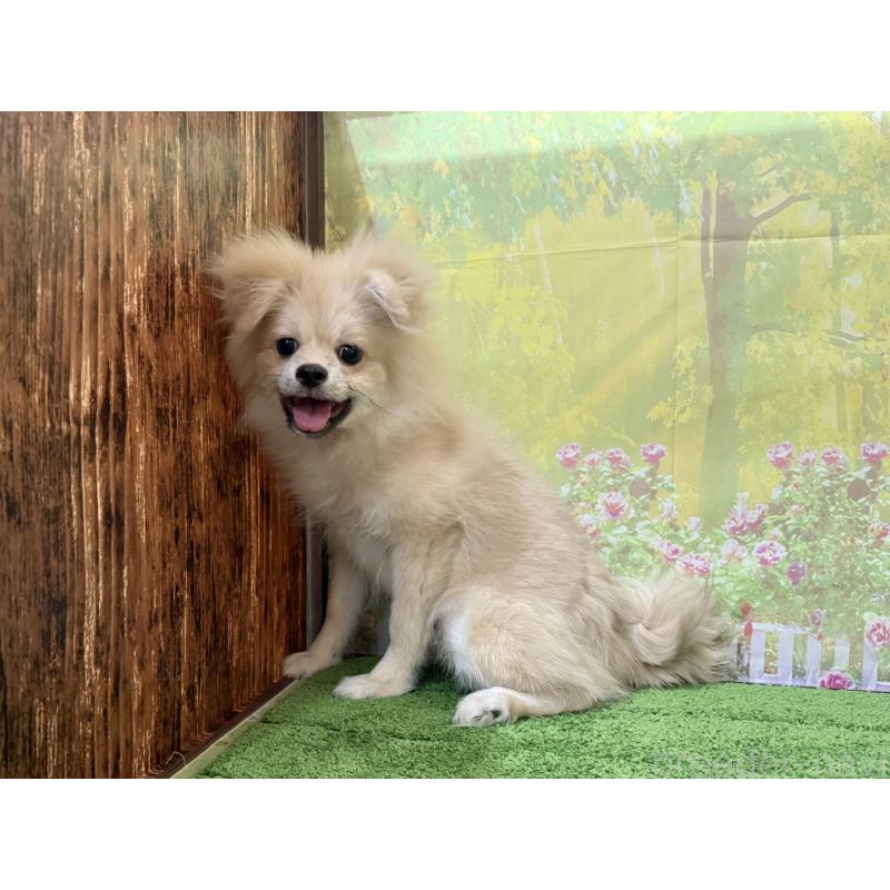 販売中の埼玉県のポメラニアン-403273の4枚目