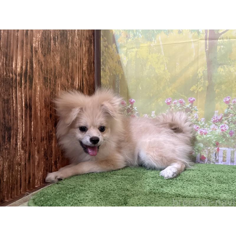 販売中の埼玉県のポメラニアン-403273の3枚目