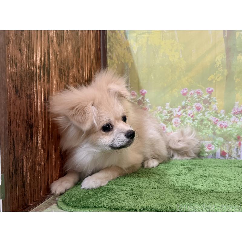 販売中の埼玉県のポメラニアン-403273の2枚目