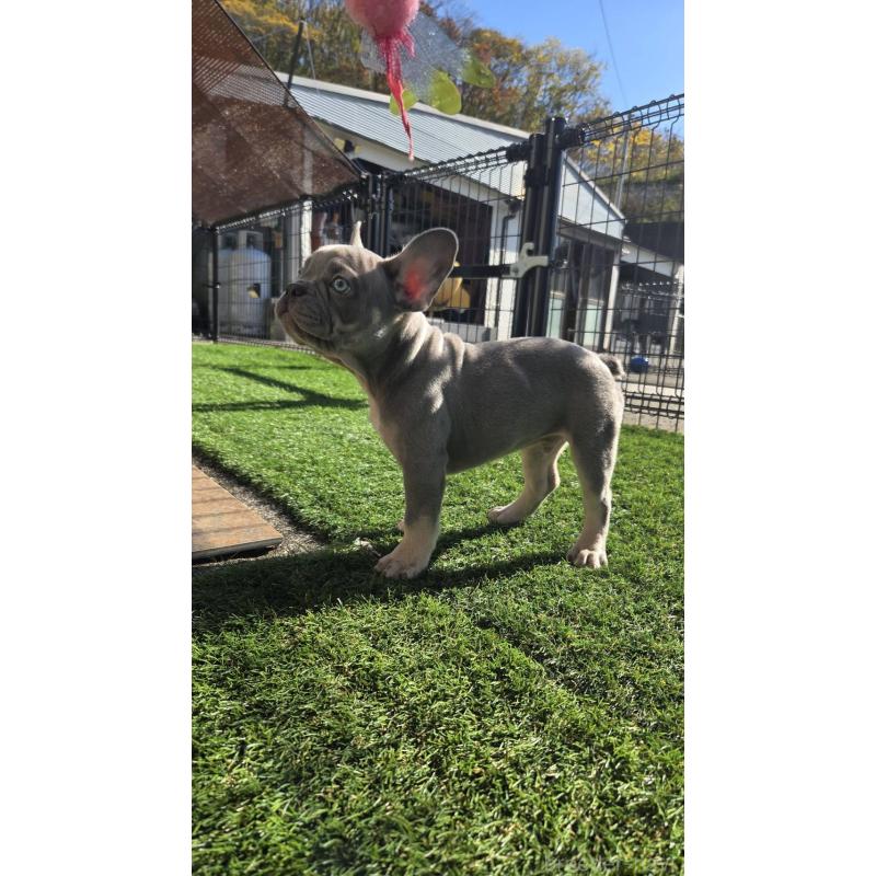 成約済の愛媛県のフレンチブルドッグ-427258の5枚目