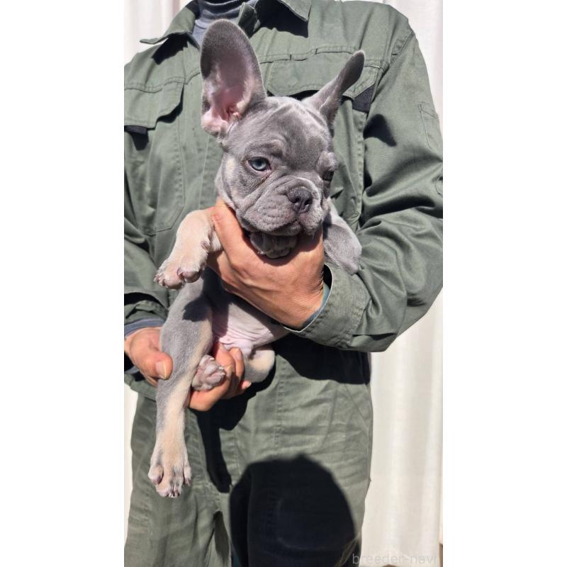 成約済の愛媛県のフレンチブルドッグ-427258の4枚目