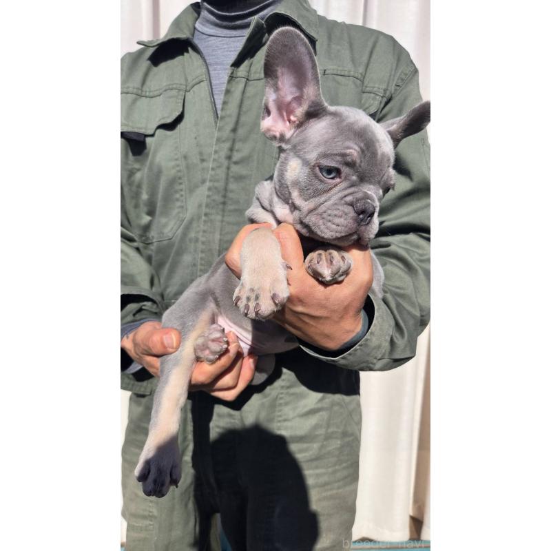 成約済の愛媛県のフレンチブルドッグ-427258の3枚目