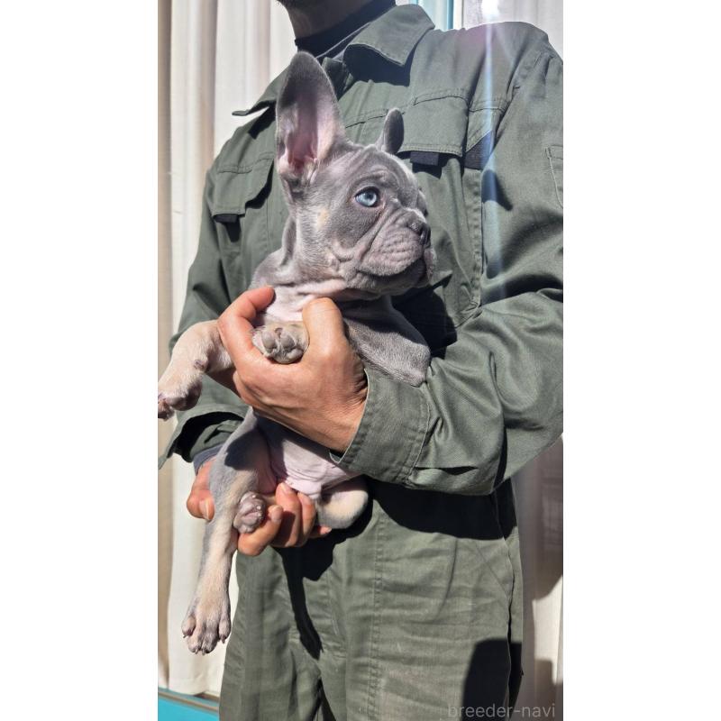 成約済の愛媛県のフレンチブルドッグ-427258の2枚目