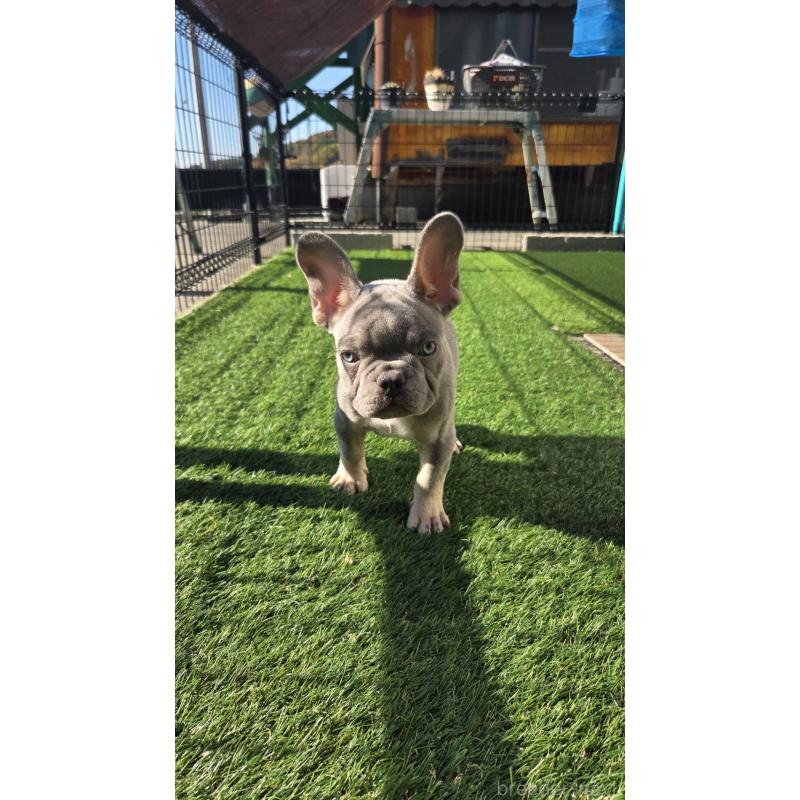 販売中の愛媛県のフレンチブルドッグ-427258