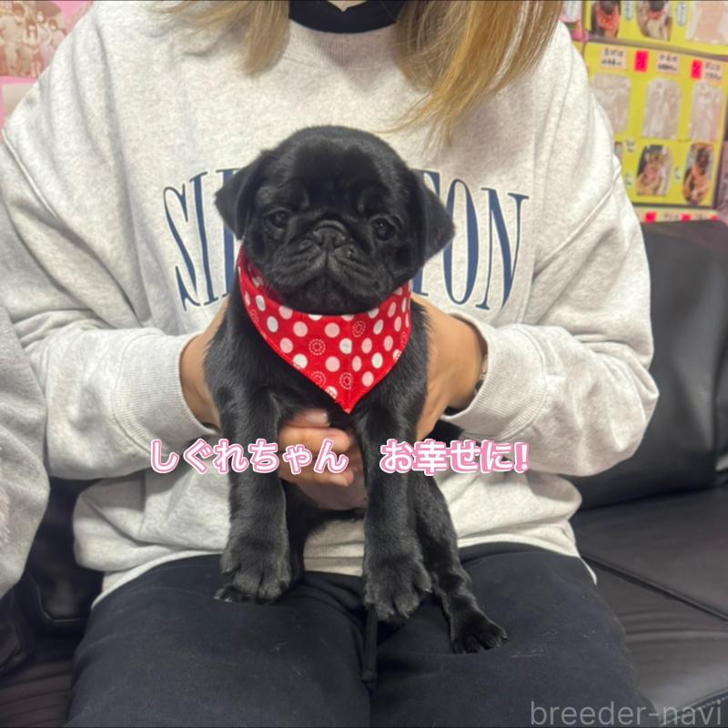 成約済の岐阜県のパグ-425987