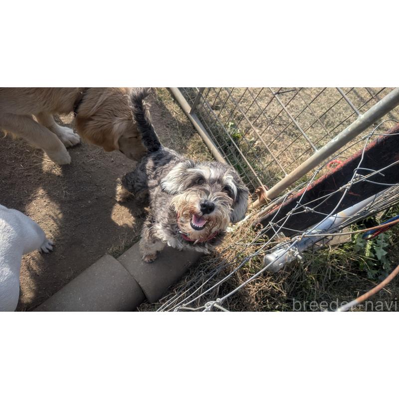 販売中の熊本県のミニチュアシュナウザー-430939の6枚目