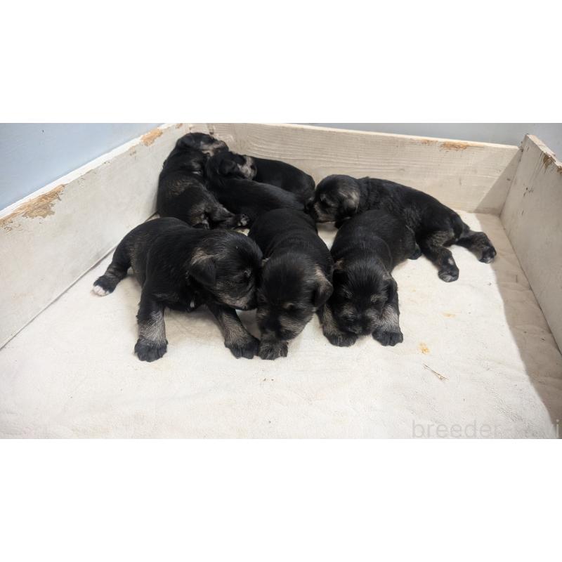 販売中の熊本県のミニチュアシュナウザー-430939の5枚目