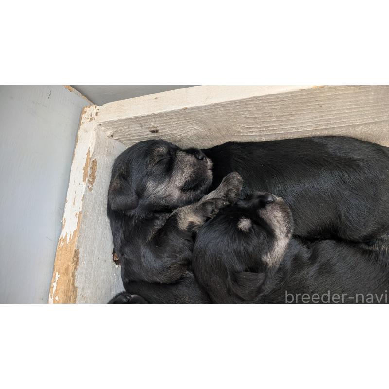 販売中の熊本県のミニチュアシュナウザー-430939の4枚目