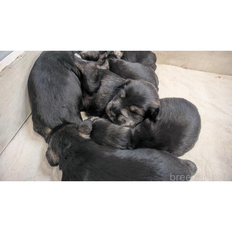 販売中の熊本県のミニチュアシュナウザー-430939の3枚目