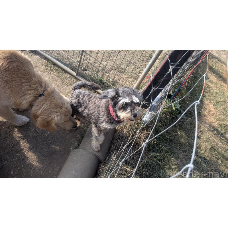 販売中の熊本県のミニチュアシュナウザー-430939の2枚目