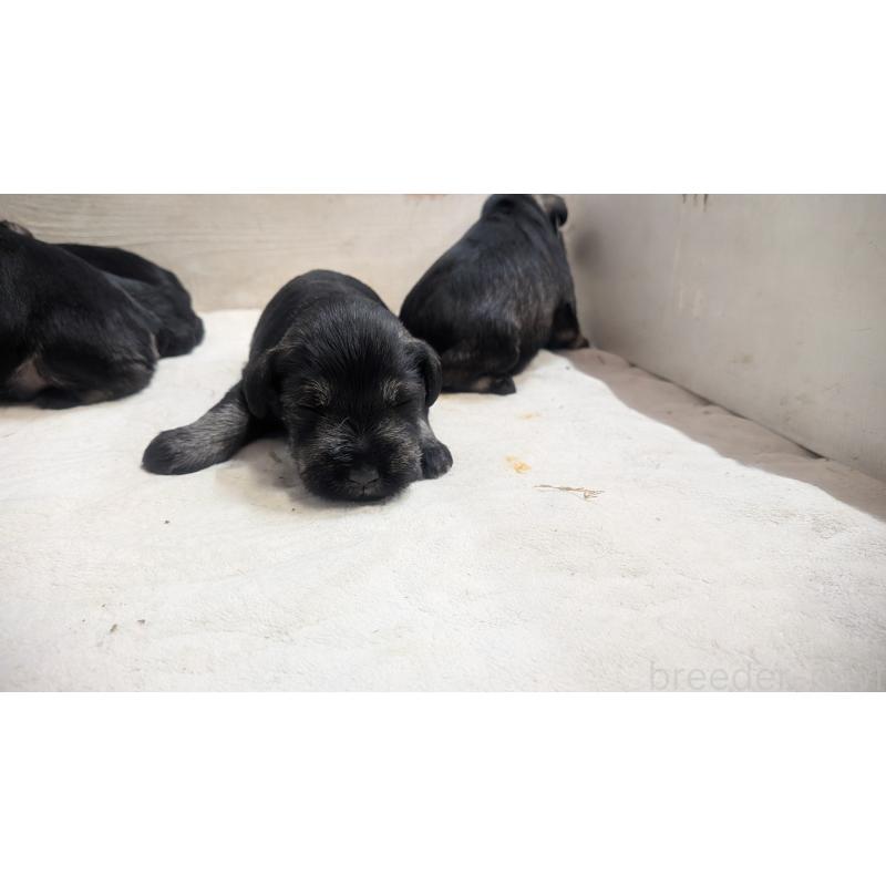 販売中の熊本県のミニチュアシュナウザー-430940の6枚目