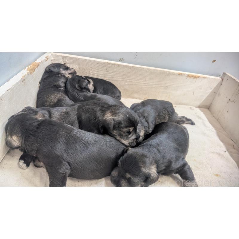 販売中の熊本県のミニチュアシュナウザー-430940の4枚目