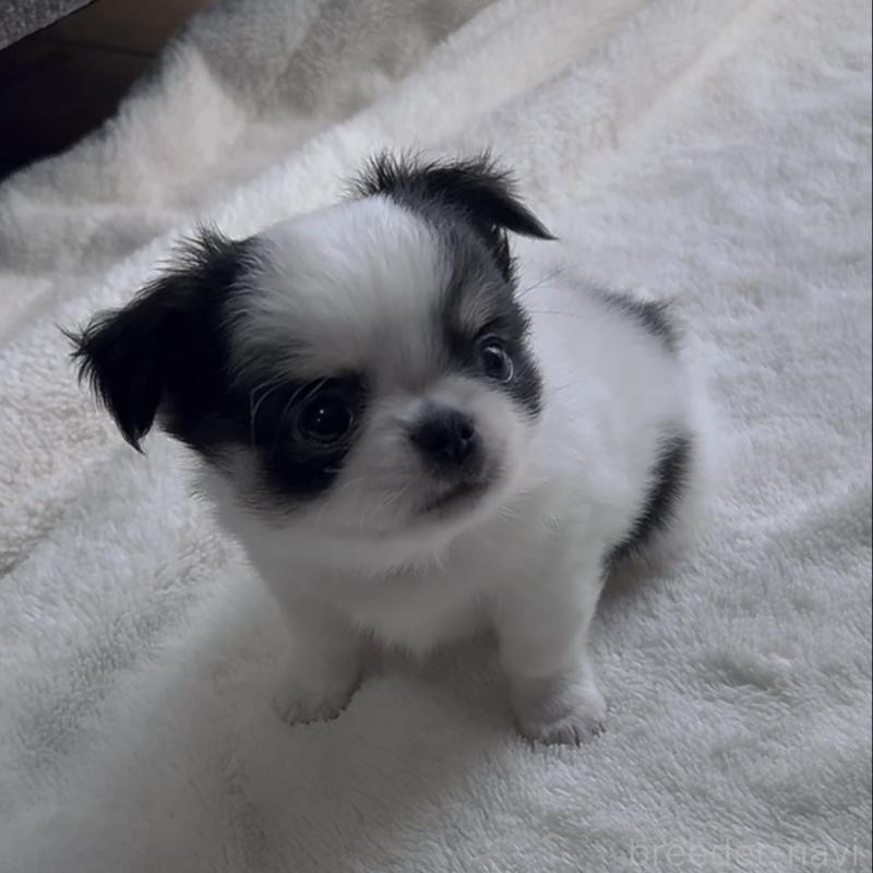 販売中の福岡県のチワワ(ロングコート)-430941の1枚目