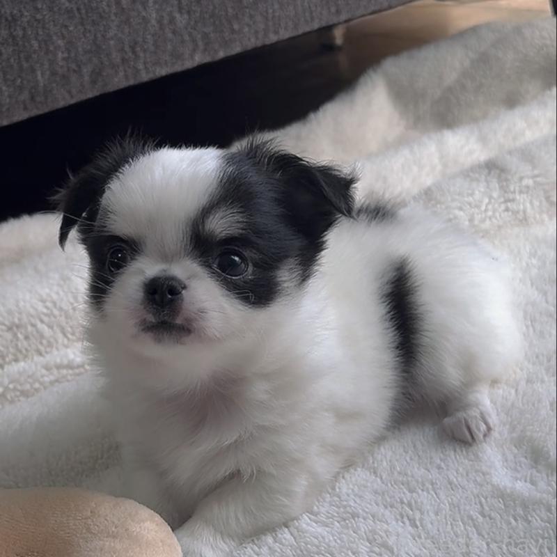 販売中の福岡県のチワワ(ロングコート)-430941の6枚目