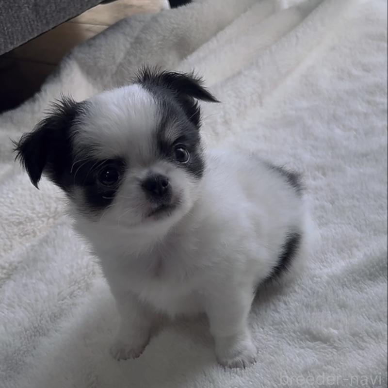 販売中の福岡県のチワワ(ロングコート)-430941の5枚目