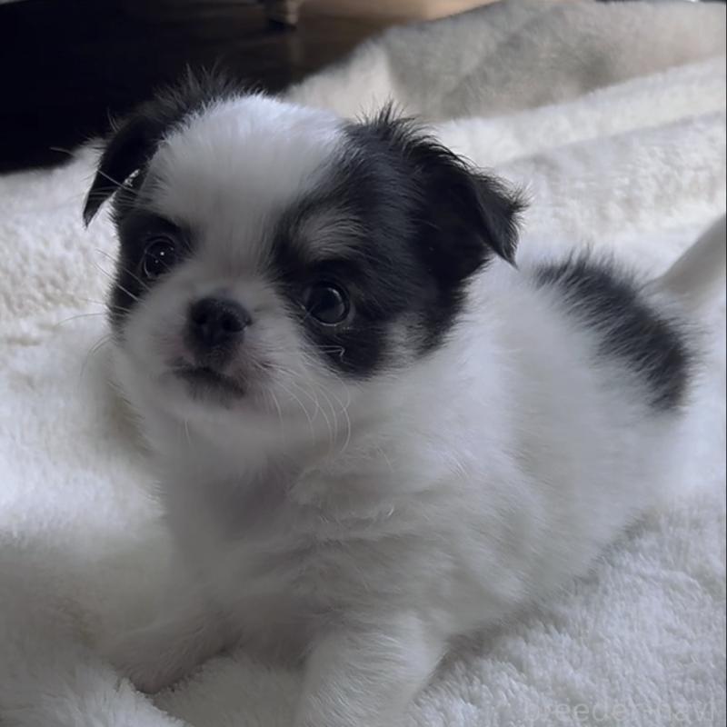 販売中の福岡県のチワワ(ロングコート)-430941の4枚目