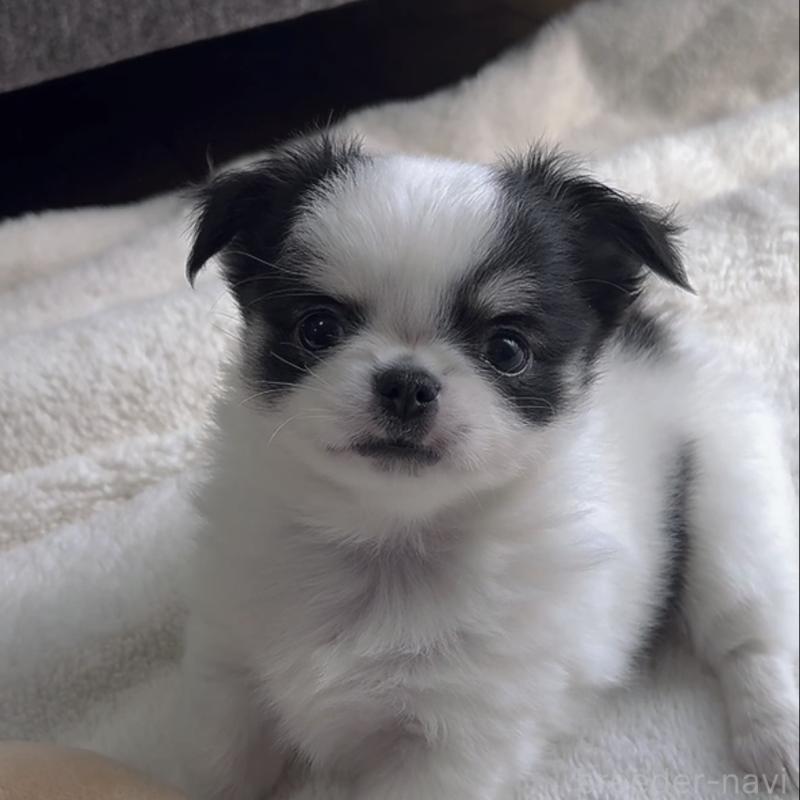 販売中の福岡県のチワワ(ロングコート)-430941の3枚目