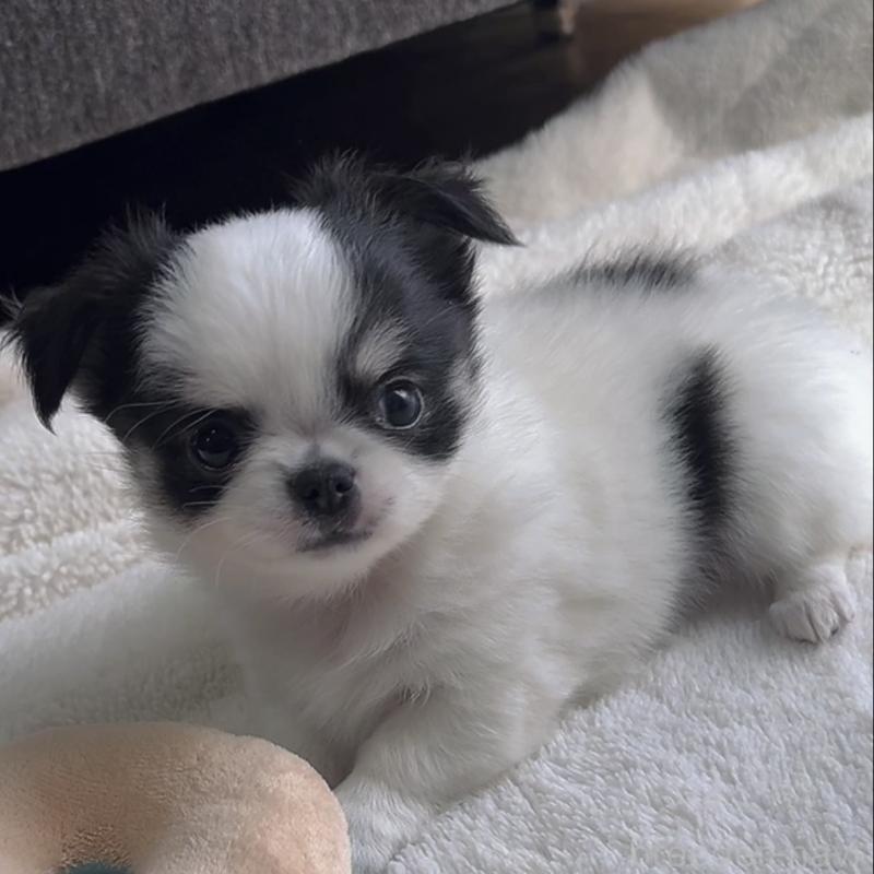 販売中の福岡県のチワワ(ロングコート)-430941の2枚目