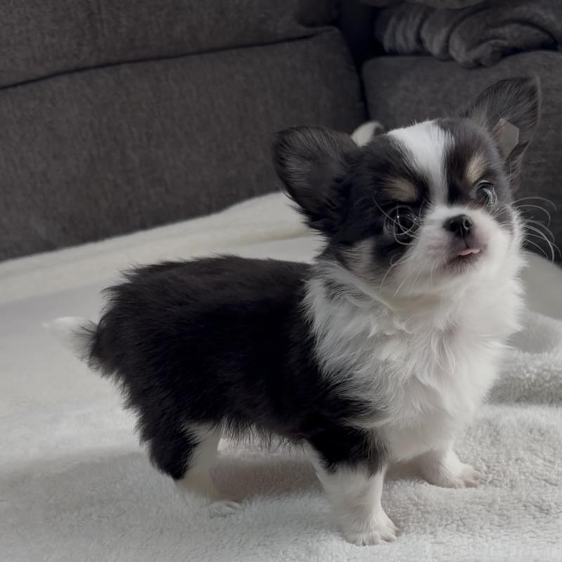 販売中の福岡県のチワワ(ロングコート)-426513