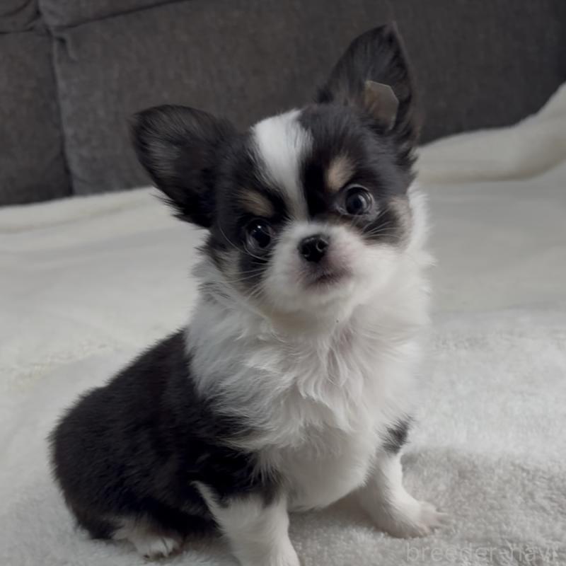 成約済の福岡県のチワワ(ロングコート)-426513の5枚目