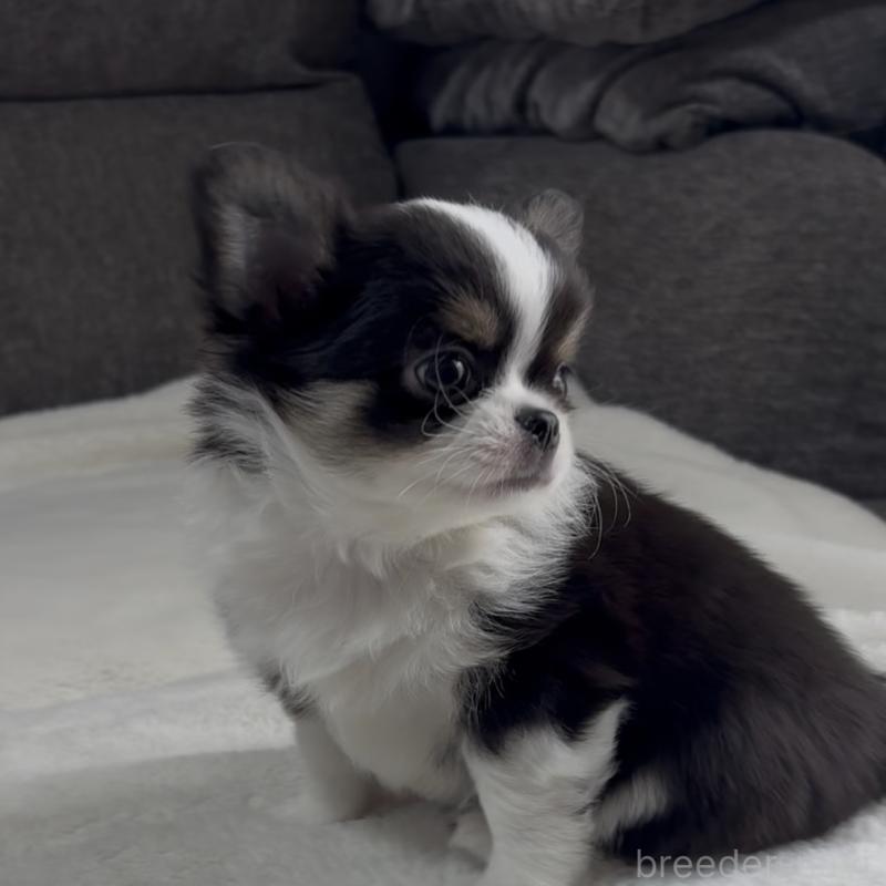 成約済の福岡県のチワワ(ロングコート)-426513の4枚目