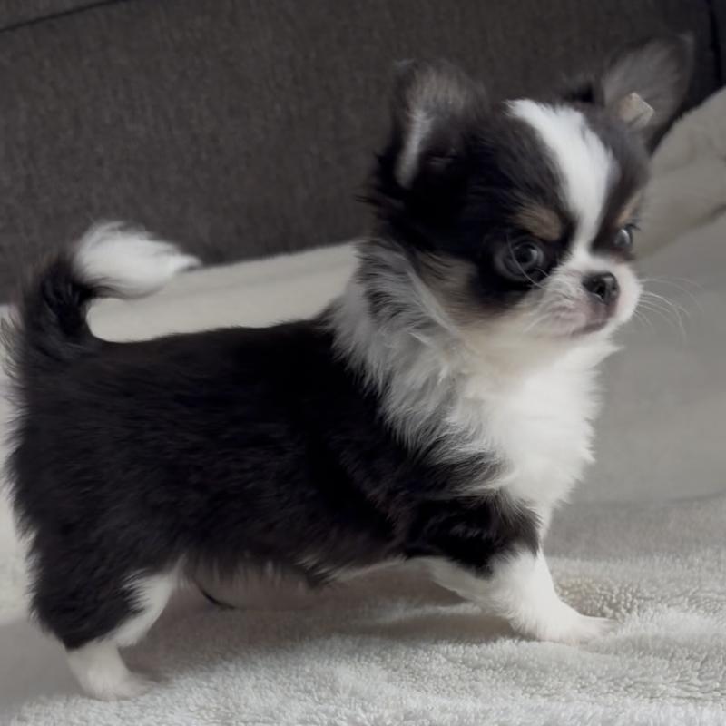 成約済の福岡県のチワワ(ロングコート)-426513の3枚目