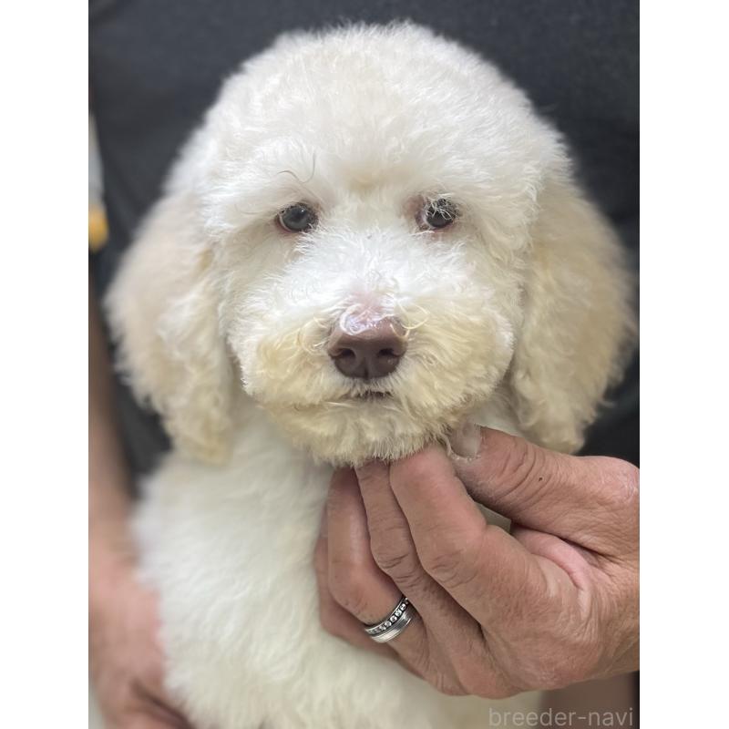 販売中の大阪府のスタンダードプードル-430942の3枚目