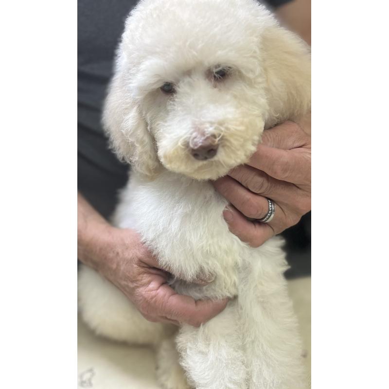販売中の大阪府のスタンダードプードル-430942の2枚目
