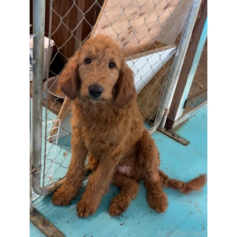 販売中の茨城県のゴールデンドゥードル:ゴールデンレトリーバー×プードル-399506